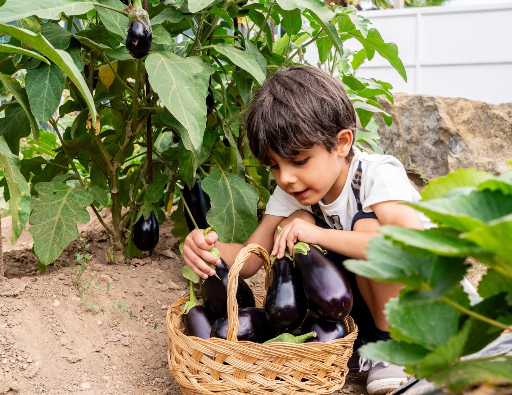 A child harvesting eggplants in a garden